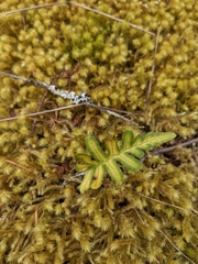 Polypodium glycyrrhiza