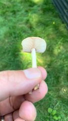 Marasmius oreades