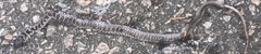 Coluber constrictor