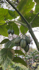 Solanum betaceum