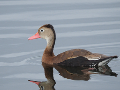 Dendrocygna autumnalis