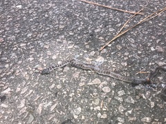 Coluber constrictor
