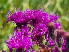 Vernonia missurica