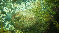 Haliotis tuberculata