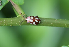 Omophoita