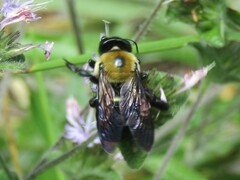 Xylocopa virginica virginica