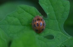 Epilachna tredecimnotata