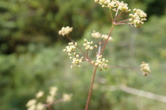 Trinia glauca