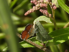 Brephidium exilis