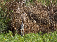 Egretta tricolor