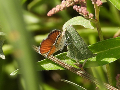 Brephidium exilis