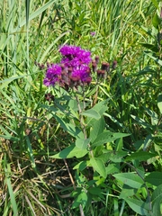 Vernonia missurica