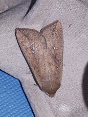 Mythimna unipuncta