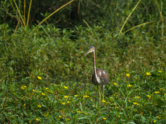 Egretta tricolor