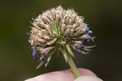 Scabiosa