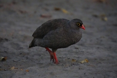 Pternistis adspersus
