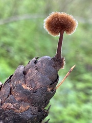 Auriscalpium vulgare