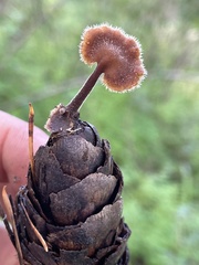 Auriscalpium vulgare