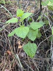 Brickellia californica
