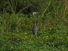 Egretta tricolor