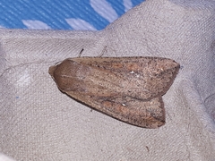 Mythimna unipuncta