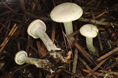Rhodocybe