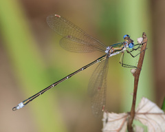 Lestes virens