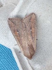 Mythimna unipuncta