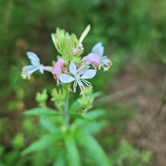 Oenothera gaura
