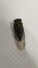 Neotibicen pruinosus