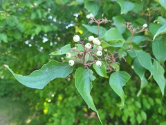 Cornus drummondii