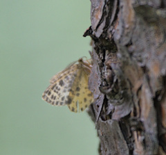Arichanna melanaria