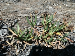Carpobrotus edulis