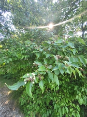 Cornus drummondii