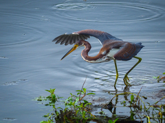 Egretta tricolor