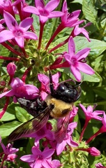 Xylocopa virginica virginica