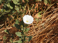 Convolvulus arvensis