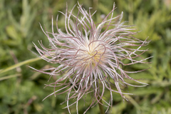 Pulsatilla