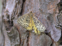 Arichanna melanaria