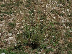 Scrophularia canina canina