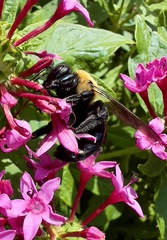 Xylocopa virginica virginica