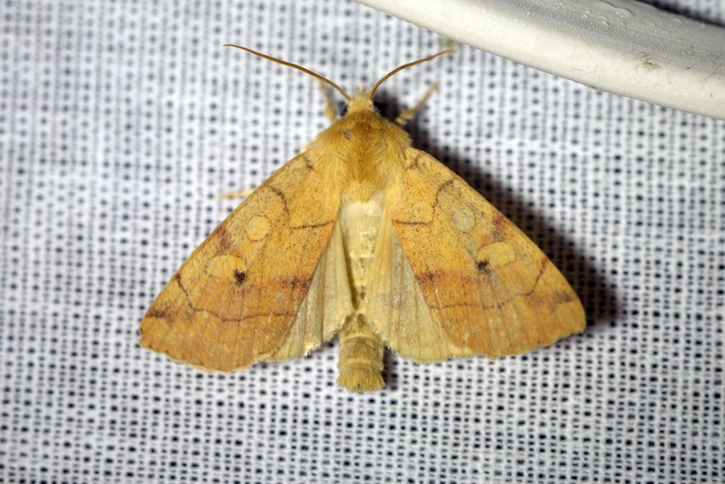 Angle-striped Sallow
