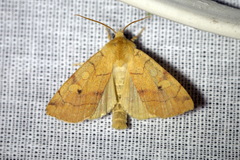 Enargia paleacea
