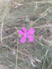 Dianthus membranaceus