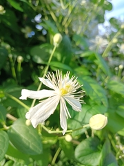Clematis virginiana