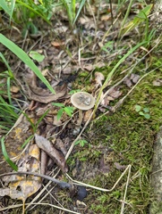 Fungi