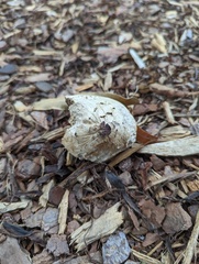 Fungi