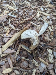 Fungi