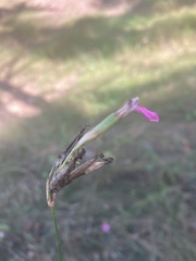 Dianthus membranaceus