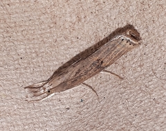 Parapediasia teterrellus